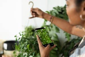 Woman using Apps for Plant Identification.